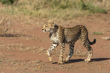Young cheetah cub walking in Serengeti in Tanzania