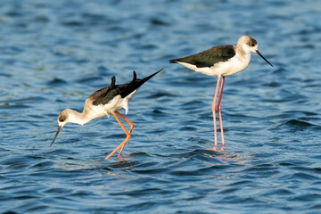 Black-winged Stilt Himantopus himantopus Costa Ballena Cadiz