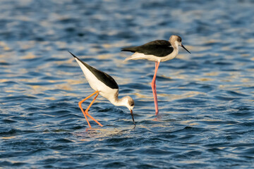 Black-winged Stilt Himantopus himantopus Costa Ballena Cadiz
