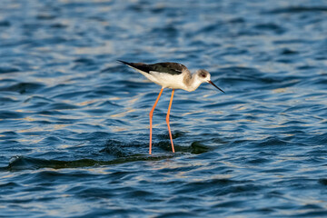 Black-winged Stilt Himantopus himantopus Costa Ballena Cadiz
