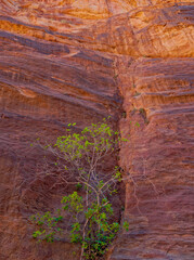 Natur, Canyon, Petra, Jordanien