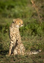 Vertical portrait of a young cheetah sitting upright in green bush in Ndutu in Tanzania