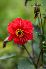 beautiful flower in the garden