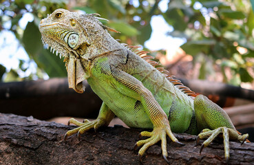 iguana
