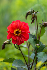 beautiful flower in the garden