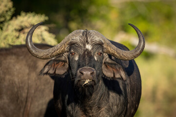 Head on portrait of a buffalo eating grass in Moremi in Botswana