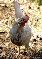 guinea fowl in the grass