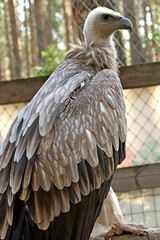 white tailed eagle