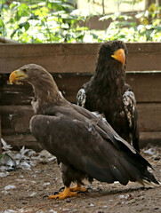 eagle in the zoo