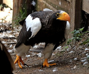 vulture in the zoo
