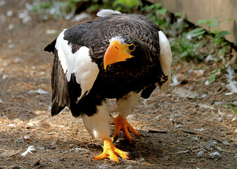 white tailed eagle