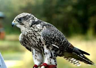 red tailed hawk