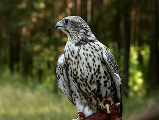 red tailed hawk