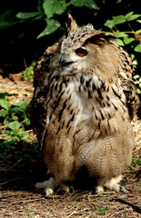 great horned owl