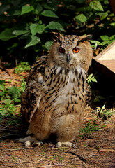 great horned owl