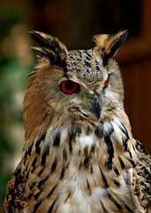 great horned owl