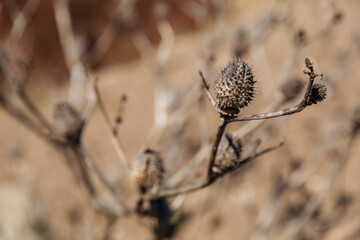 A dried plant with thorns. Example of changing climate