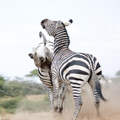 A heard of Zebra (Equus quagga) fighting near a waterhole. Kenya. Square Composition.
