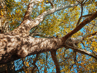 Leaves and fruits of a plane tree. A branch of a sycamore tree with a round sycamore fruit on a background of a blue sky with a cloud. Nature background