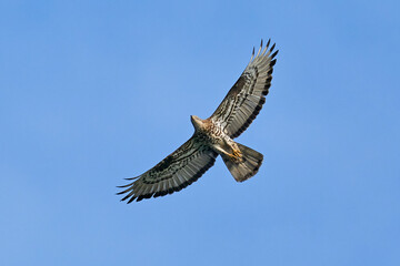 European honey buzzard (Pernis apivorus)