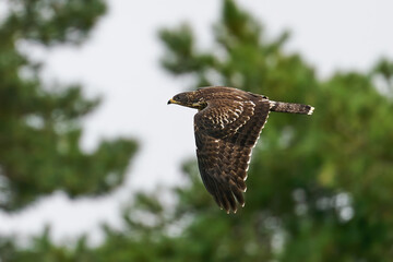 European honey buzzard (Pernis apivorus)