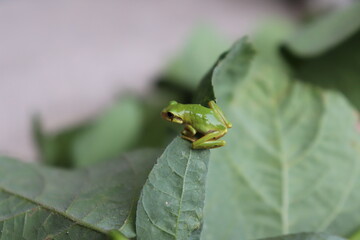 葉っぱの上のアマガエル