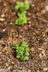Budding of vegetable seeds in garden