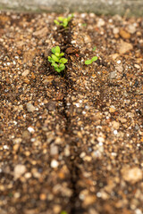 Budding of vegetable seeds in garden