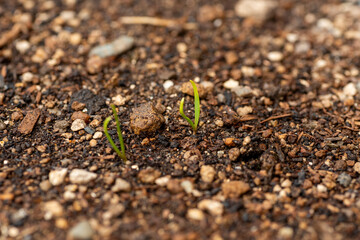 Budding of spinach seeds in garden