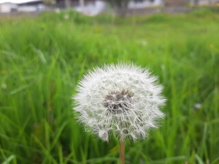 Obraz premium PLANTAS FLORES Y MARIPOSAS 