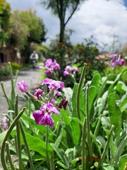 Obraz premium PLANTAS FLORES Y MARIPOSAS 