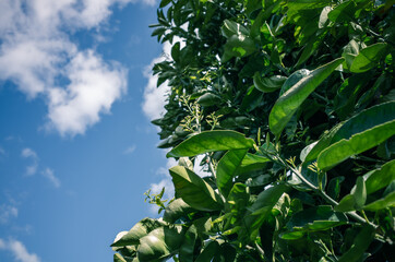 Obraz premium green leaves on blue sky