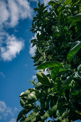 green leaves against blue sky