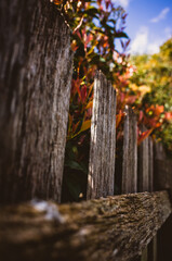 autumn leaves on a fence