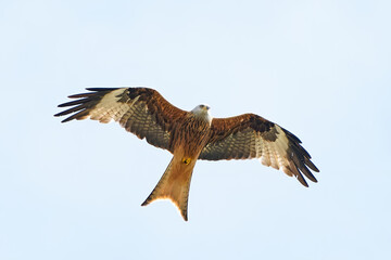 Red kite (Milvus milvus)