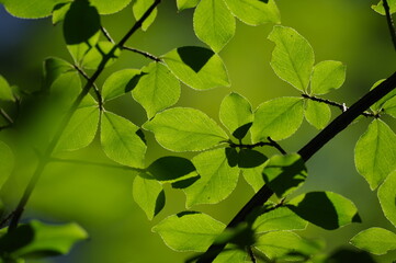逆光に輝く木の葉