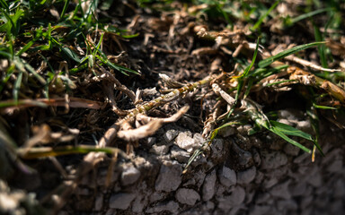 Grass roots