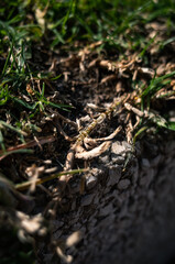 Grass roots