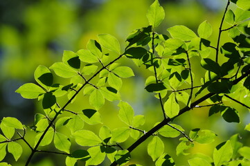逆光に輝く木の葉