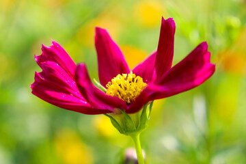 赤紫 コスモス 秋