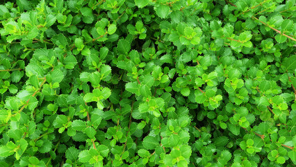 green leaves background texture or wallpaper