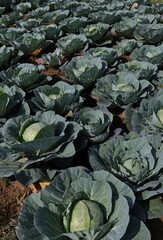 Fototapeta na wymiar Cabbage Rows Cultivated in Agricultural Field in Indian Countryside