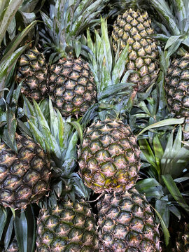 pile of pineapple at market,tropical fruit theme,