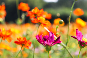 花畑 オレンジ コスモス