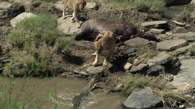 A male and a female adult lions,  rush to scare away a crocodile from the hippo carcass belonging to their pride. Shot in Masai Mara, Kenya.