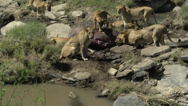 A pride of lions feeds on a hippo carcass  with a crocodile watches them from the river. A young lion climbs on the carcass.Shot in Masai Mara, Kenya.