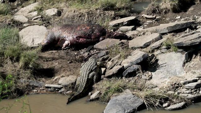 A large african crocodile approaches a hippo carcass and swallows a chunk of it. Masai Mara, Kenya