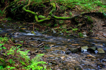 Flowing small river in the forest.