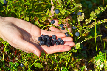 woman collects organic blueberries in the forest. female hands collect blueberries in the summer forest. Women's hands stained with blueberries.