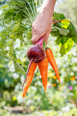 Carrots and beetroot just picked in the garden in hand.